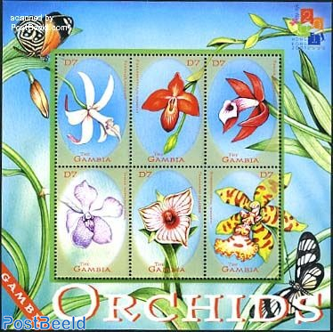 Orchids 6v m/s